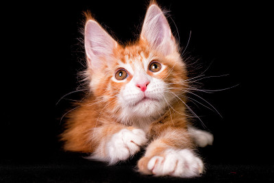 黑色背景上的缅因猫。