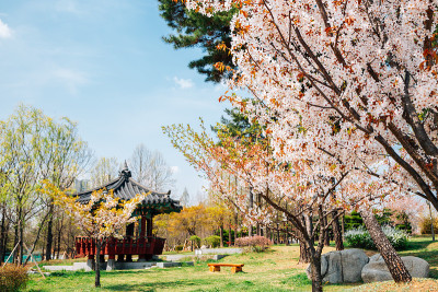 春天的韩国安山花郎游乐区公园