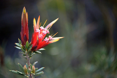 澳大利亚特有的山魔芋的红色花朵，兰bertia formosa, Proteaceae，生长在石南丛