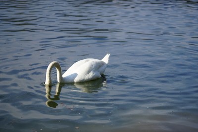 水里的天鹅。Waterbird