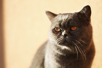 特写的异国情调短毛猫