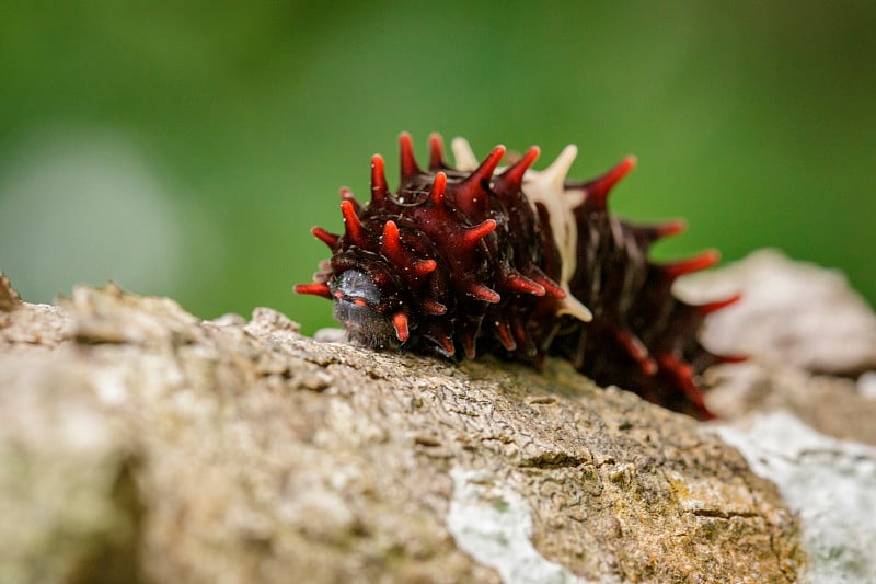 自然背景下的普通玫瑰毛虫(Pachliopta aristolochiae goniopeltis 