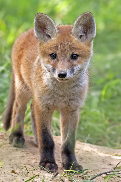 野狐狸