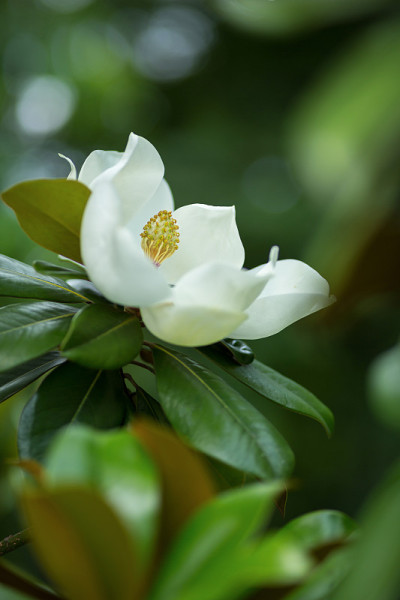 广玉兰在花园里盛开。白花特写