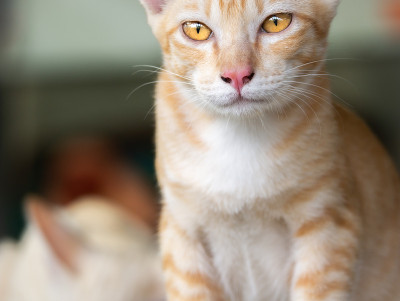 小猫站着向前看