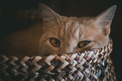 一只试图在袋子里睡觉的猫的肖像