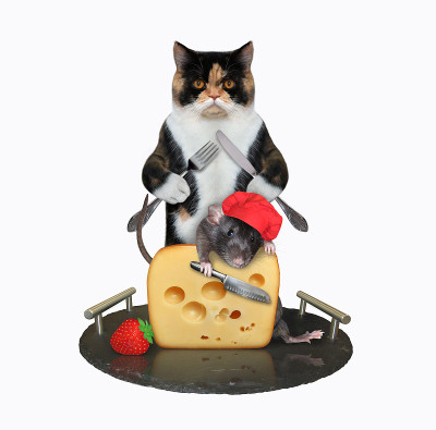猫和老鼠一起吃奶酪