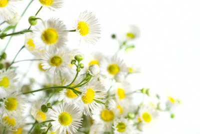 Chamomiles