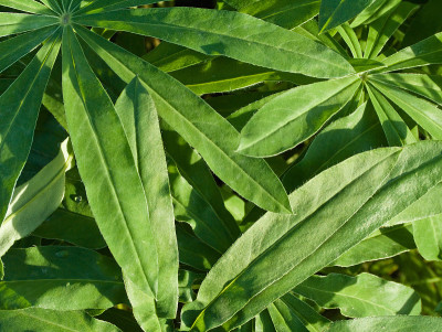 植物
