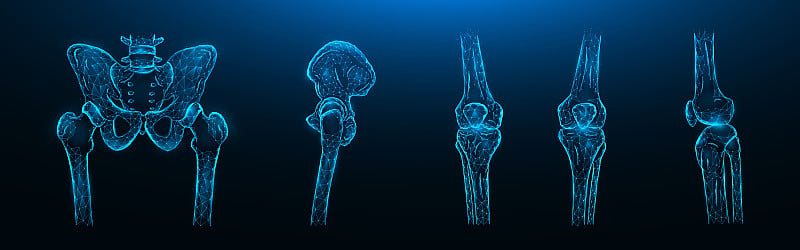 多边形矢量插图的骨骼的骨盆，髋关节和膝关节在深蓝色的背景。人体骨骼解剖医学模板。