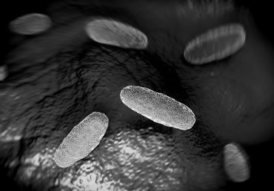 Salmonella typhimurium bacterium