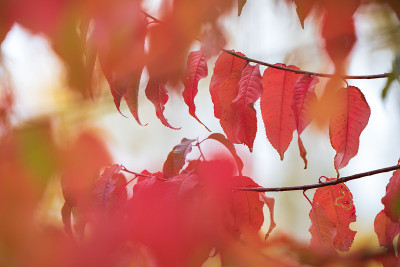 樱桃(Prunus pensylvanica)的树叶在秋天的颜色。