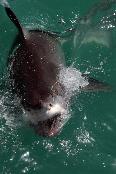 大白鲨，Carcharodon carcharias, Gansbaai，南非