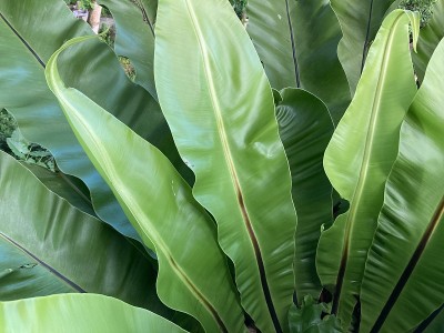 热带蕨类植物