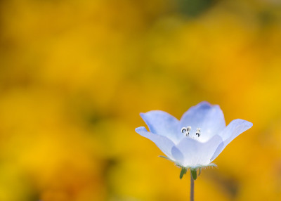 单一的尼莫菲拉