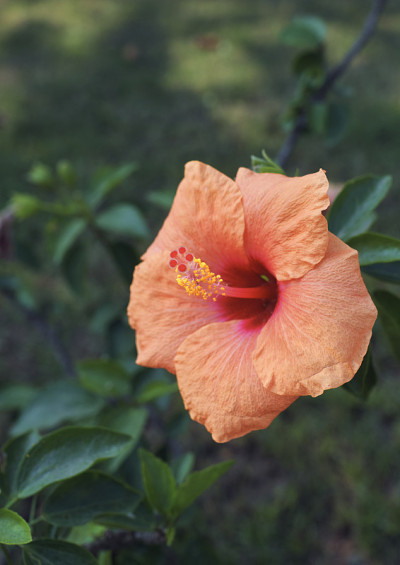充满活力的橙色芙蓉的特写