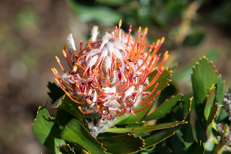 产于南非西开普省的protea