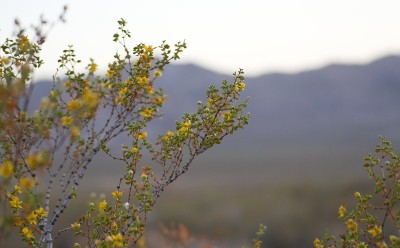 在阿根廷门多萨的乌斯帕拉塔附近开花的一种Jarilla (Larrea divaricata)。