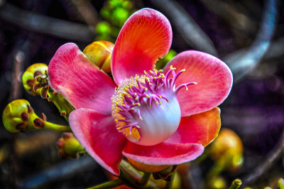 花
