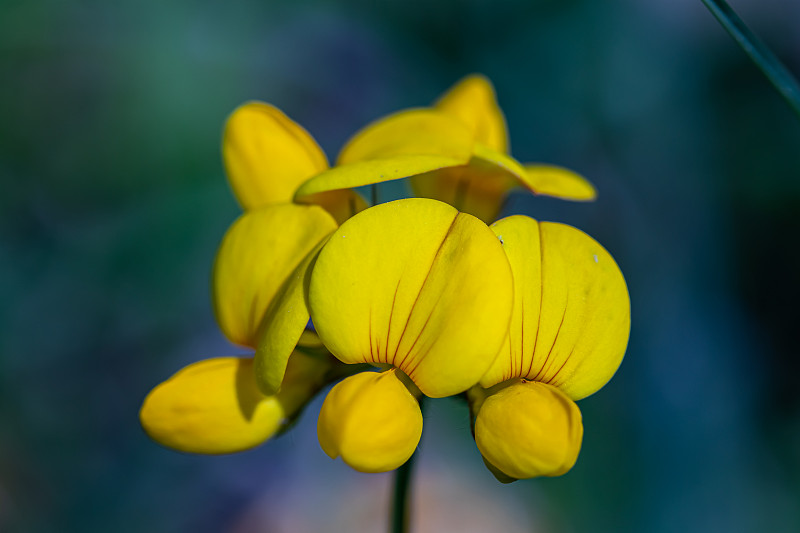 荷花山茱萸花在田野里，合拢