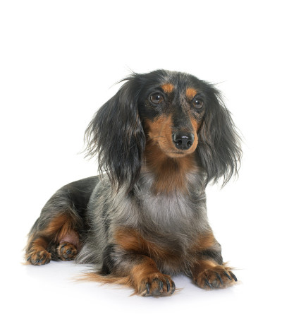 长头发的小猎犬