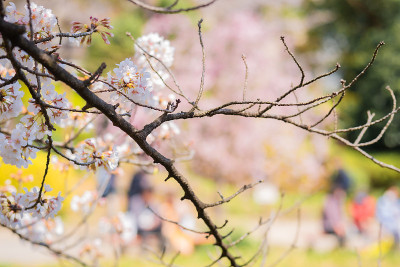 东京中野的樱花在春天盛开