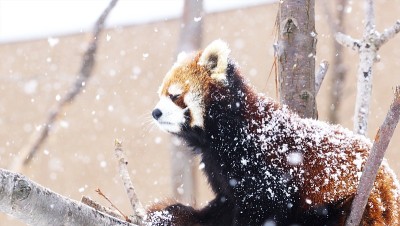 红熊猫
