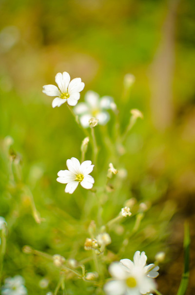 宏花背景白嫩春花