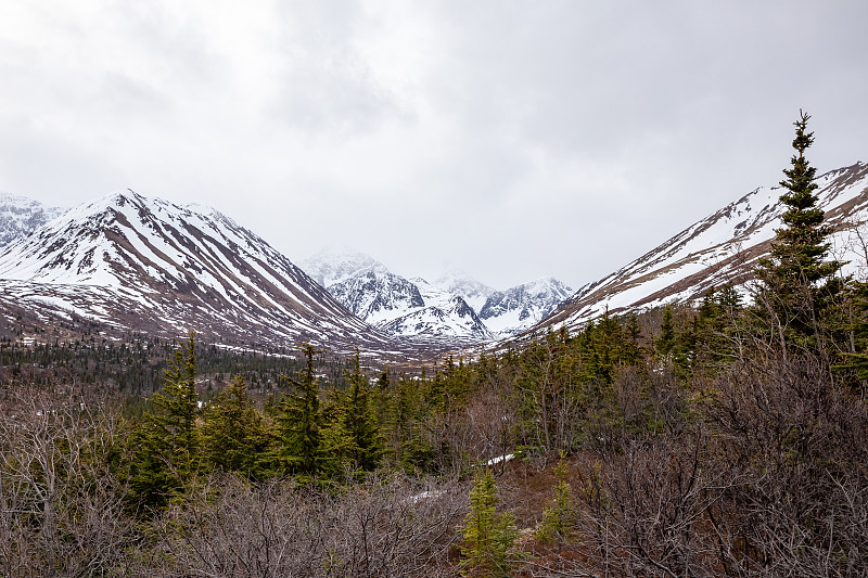 阿拉斯加楚加奇州立公园山谷的松林