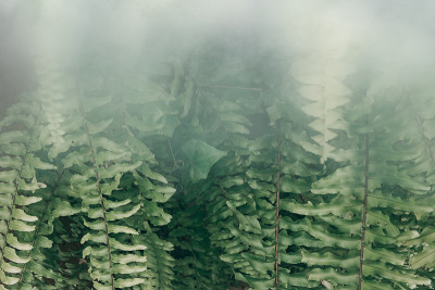 垂直花园与热带绿叶雾和雨，深色色调