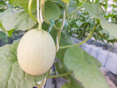 绿色新鲜瓜或哈密瓜植物生长在温室有机水培农场