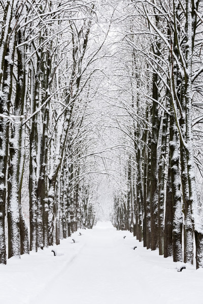 雪公园
