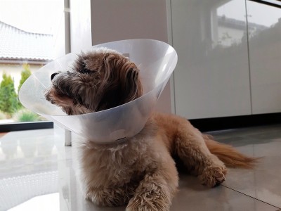 狗头部保护