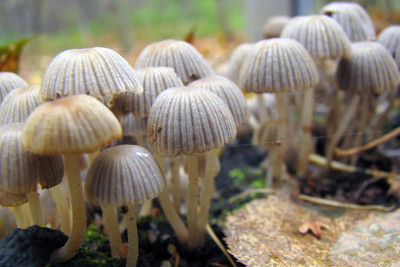非常小的蘑菇在大群中生长，形成小的恐寄生虫，黄灰色，深皱褶的帽。真菌的家族。