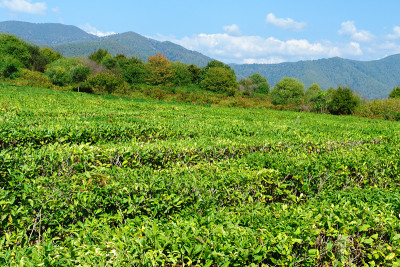 高高的山上绿色的茶叶。茶谷茶叶生产。