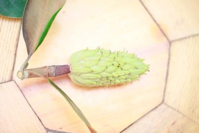 锥的木兰
