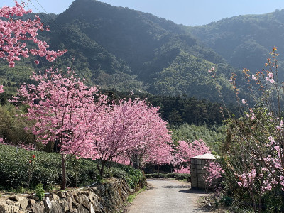 阿里山的景色