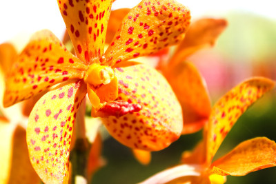 兰花的花