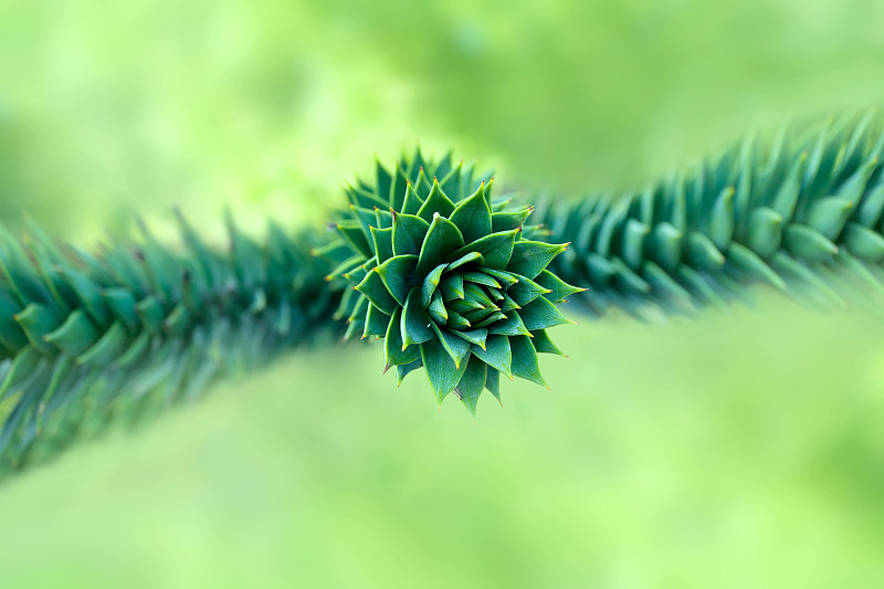 猴子拼图树(Araucaria araucana)