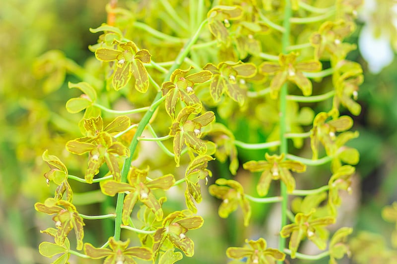 绿色和深褐色的兰花花背景的Grammatophyllum scriptum，一种兰花。花一般可达4.