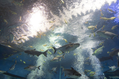 彩虹鲨鱼，湄公河巨型苏琪鲶鱼，水族馆里的鲶鱼
