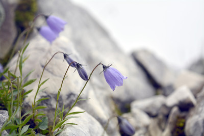 山上的花