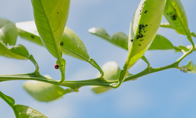 瓢虫，蚜虫和蚂蚁在橘树的叶子上，背景是蓝天