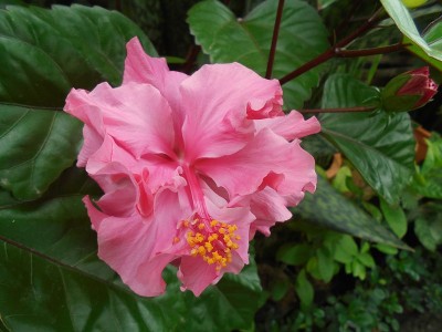 芙蓉