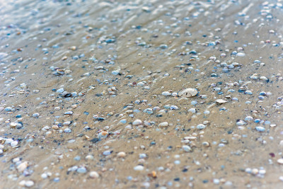 沙美元和海贝壳