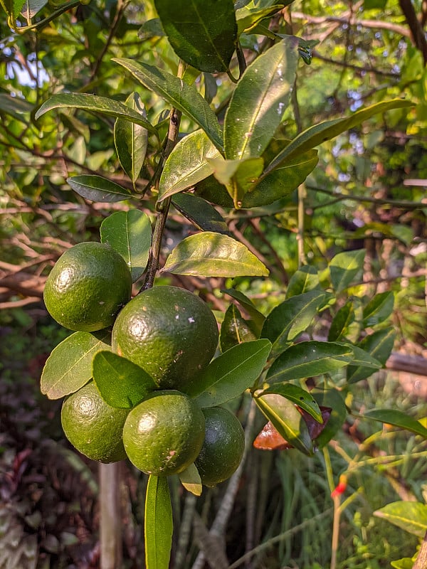 树上的橙子