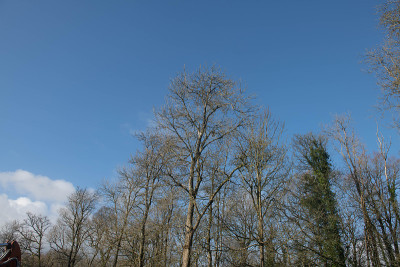 冬季林地景观的Ash (Fraxinus excelsior)和橡树(栎属robur)与明亮的蓝色天