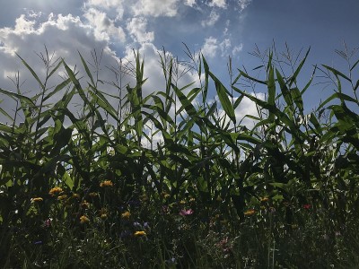 德国玉米种植园的风景特写