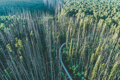 道路穿过风景优美的桉树林在清晨