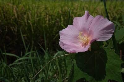 棉花Rosemallow